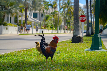 Wszechobecne koguty © Tomasz