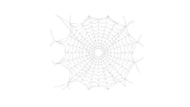 Spider web isolated on transparent background. Realistic delicate cobweb with radial silk threads and intricate circular pattern. Halloween decoration element, spooky spiderweb design for horror theme