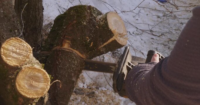 Lumberjack's hands using a powerful chainsaw to cut through a thick tree trunk in a snowy forest, with sawdust flying as the blade progresses and finally severs the log.