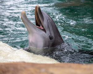 Naklejka premium dolphin in the water