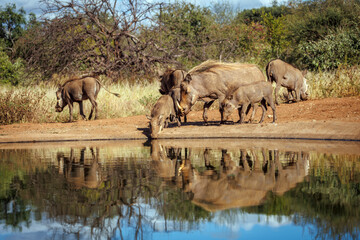 Fototapeta premium Common warthog family standing along waterhole with reflection in greater Kruger National park, South Africa ; Specie Phacochoerus africanus family of Suidae