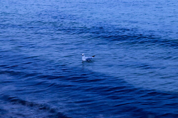 Fototapeta premium seagull floatinng on the sea water