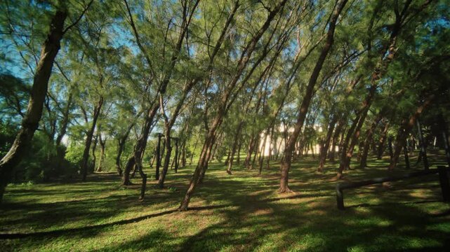Peaceful forest setting ideal for activities. Sunlit landscape featuring trees and grassy areas. Idyllic outdoor environment perfect for leisure and exploration