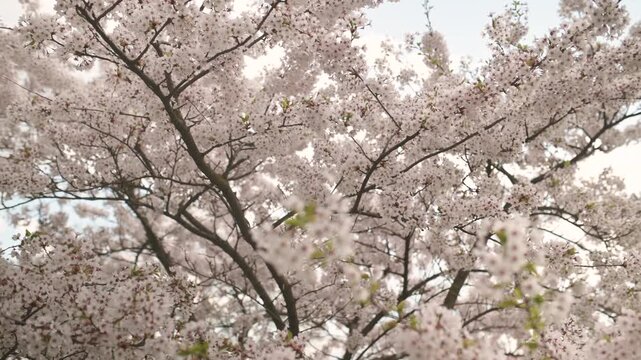 Beautiful sakura tree blossoming on spring. Beauty in nature. Tender cherry branches on sunny spring day outdoors. Slow motion close-up b-roll footage.