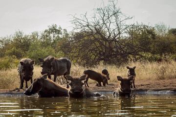 Fototapeta premium Common warthog family bathing in waterhole front view in greater Kruger National park, South Africa ; Specie Phacochoerus africanus family of Suidae