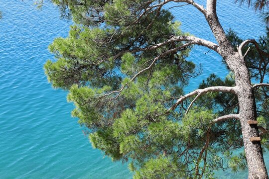 Pine tree above the sea