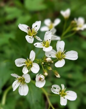 Large bittercress (Cardamine amara) wildflower