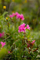Obraz premium Alpine rhododendron pink blooming spring mountain alps alpine flora wildflowers hiking trekking nature natural beauty mountain tourism seasonal