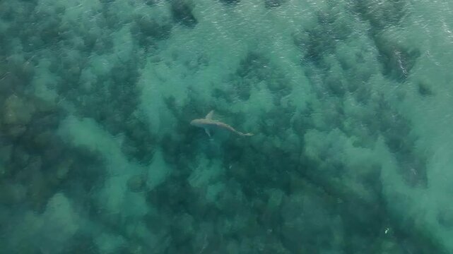 Close-up Cinematic Aerial Drone Footage of a Shark Swimming Gracefully Over a Rocky Seabed in Shallow Crystal Clear Turquoise Mediterranean Water - Hadera, Israel