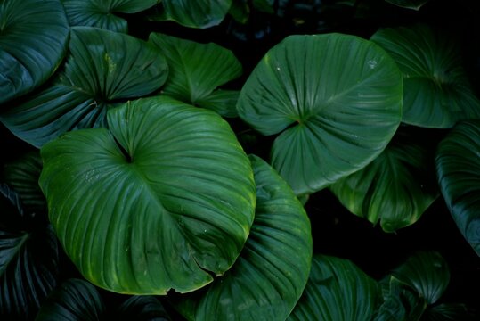 A caladium plant growing in botanical garden with green color pattern and dark light background 