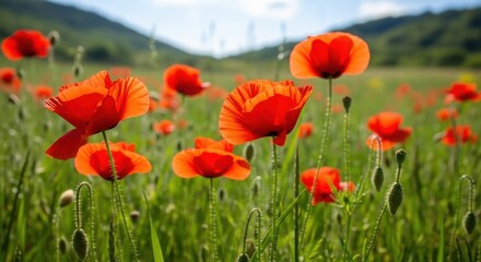 Fototapeta premium Scarlet Red Poppies in a Sunlit Meadow