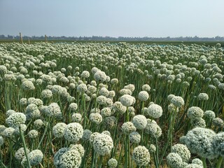 Fototapeta premium Onion Flower Umbel (Allium cepa) Close-Up in Agricultural Field