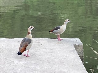 Nilgänse am Fluss  © contadora1999