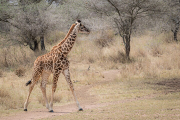 Baby giraffe walking through the wilderness in the Serengeti, Tanzania, Africa