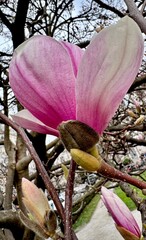 Pink magnolia blossom opens in spring sunlight near a city path lined with trees and grass