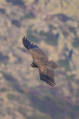 Obraz premium Buitre en la Sierra de Guadarrama volando a 1900 metros. 