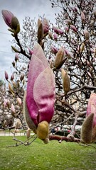 Close up view of magnolia buds on a tree during spring in a city park, showcasing nature's growth and beauty