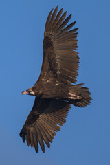 Fototapeta premium Buitre en la Sierra de Guadarrama volando a 1900 metros. 
