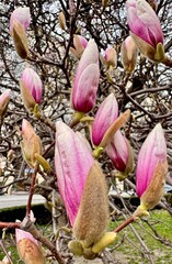 Magnolia tree shows buds ready to bloom in spring season in a city park during daylight hours