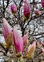 Magnolia buds open in spring near a busy street with bare trees under a cloudy sky
