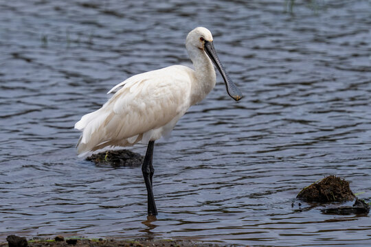 Close-up of a Eurasian Spoonbill (Platalea leucorodia) showing its unique spatulate bill.
