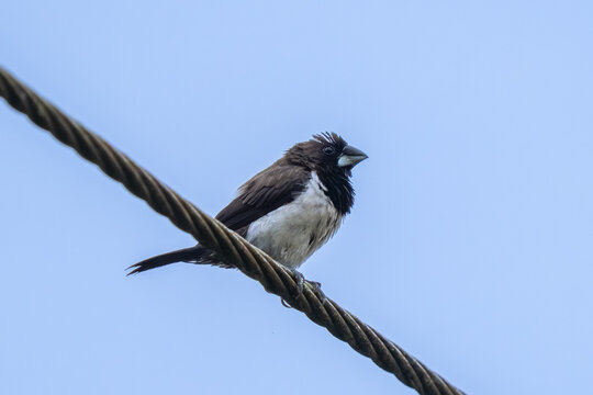 White-rumped Munia (Lonchura striata) perched on a wire in the countryside.