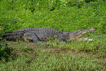 Fototapeta premium Mugger Crocodile (Crocodylus palustris) basking on the banks of a Sri Lankan river.
