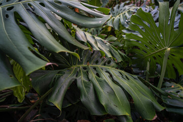 Green tree monsterra leaf tropical forest home garden © themorningglory