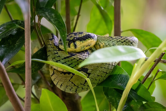 Venomous Sri Lankan Pit Viper (Trimeresurus trigonocephalus) on a branch. [ENDEMIC]