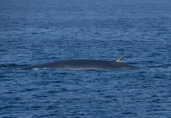 Fototapeta premium A Bryde's Whale (Balaenoptera edeni) surfacing in the Indian Ocean off Mirissa.