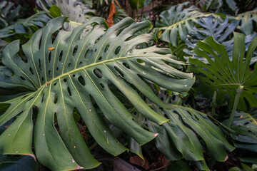 Green tree monsterra leaf tropical forest home garden © themorningglory