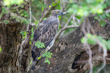 Fototapeta premium Changeable Hawk-Eagle (Nisaetus cirrhatus) alert on a high branch in Sri Lanka.