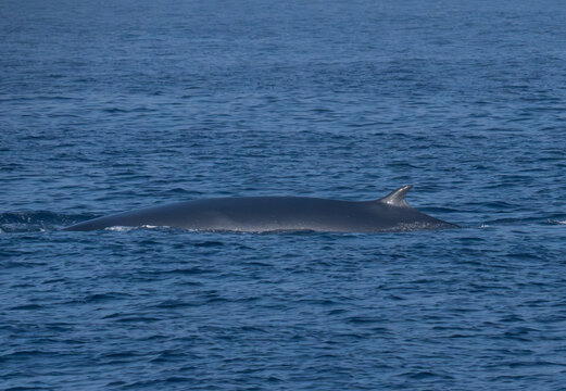 A Bryde's Whale (Balaenoptera edeni) surfacing in the Indian Ocean off Mirissa.