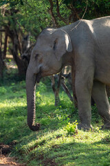 Sri Lankan Elephant (Elephas maximus maximus) in the wild.
