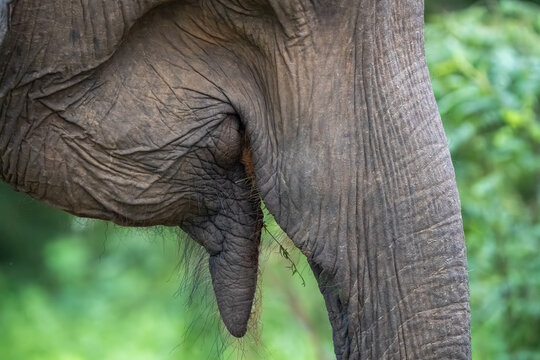 Sri Lankan Elephant close up of mouth (Elephas maximus maximus) in the wild.