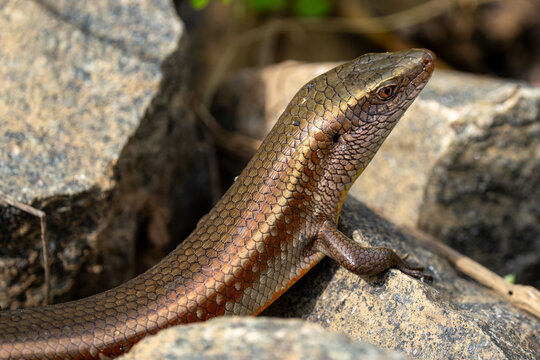 Close-up of a Hambegamuwa Sun Skink (Eutropis tammanna) in the leaf litter. [ENDEMIC]