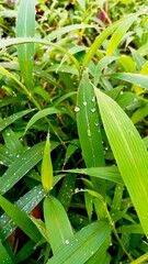 dew on the grass