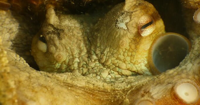 octopus fish underwater breathing   close up animal behaviour ocean scenery