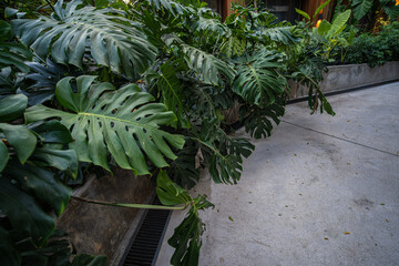 Green tree monsterra leaf tropical forest home garden © themorningglory