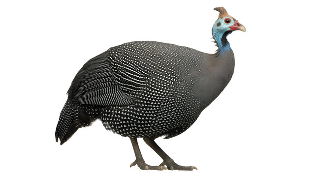 Helmeted Guinea Fowl Bird Standing Profile on White Background (31) image