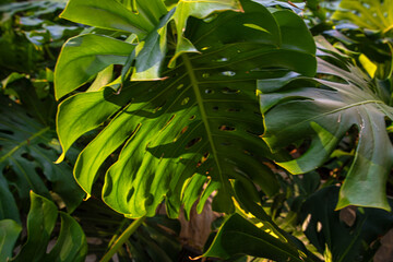 Green tree monsterra leaf tropical forest home garden © themorningglory