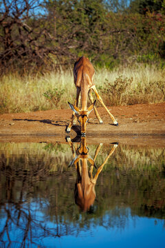 Common Impala young male drinking in waterhole front view with reflection in Kruger National park, South Africa ; Specie Aepyceros melampus family of Bovidae