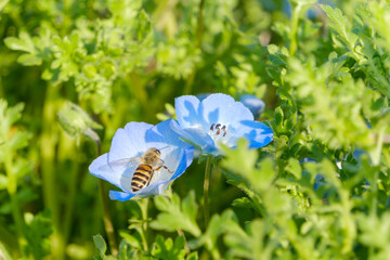 青いネモフィラの花で蜜を集めるミツバチのマクロ撮影 © Kazutaka