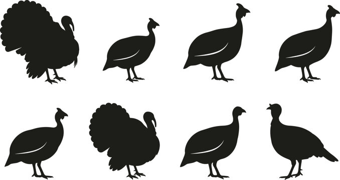 Turkey Silhouette Set with Male and Female Birds, Wild Thanksgiving Poultry Collection Black Vector Illustration Isolated on White Background