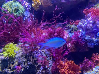 tropical coral reef © BUNNY_STU