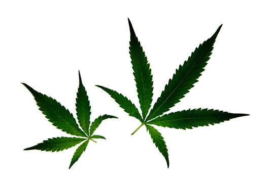 two cannabis leafs isolated on transparent background