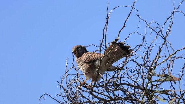  4K video of a Kestrel falcon sitting on dry branches with light wind, wildlife of Cyprus.
