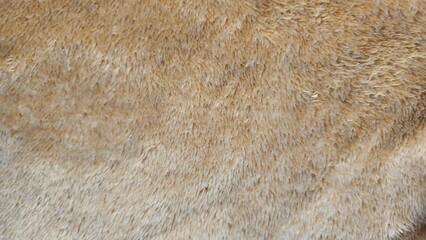 Soft Beige Carpet Texture Background, Cozy Fabric Surface. elephant skin texture with deep wrinkles. Abstract nature texture of wrinkled elephant or rhino skin.  © phengsstst