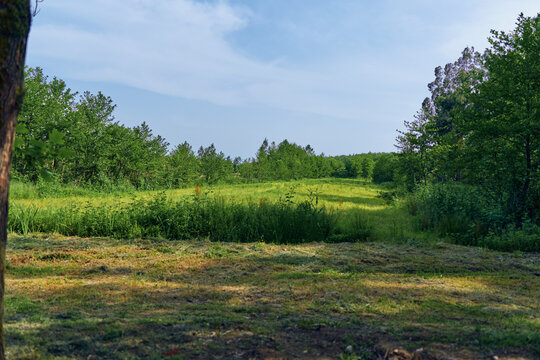 Meadow field grass trees forest nature landscape clearing under blue sky with sunlight and green summer vegetation, peaceful rural scenery showing open pasture, bushes and horizon.