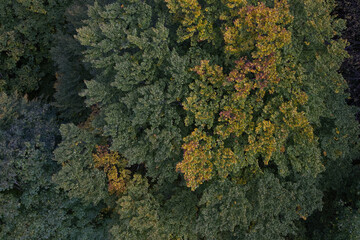 Hiking in the forest autumn time 